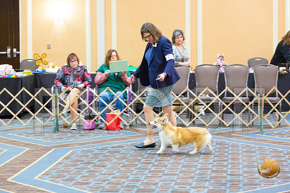 Dog 15 to 18 Puppy Dog_JJL_1859-CorgiHstn2020-HR3
