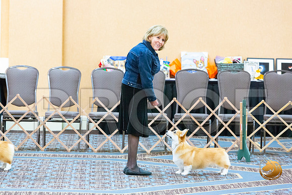 Dog 6 to 9 Puppy Dog_JJL_1533-CorgiHstn2020-HR3