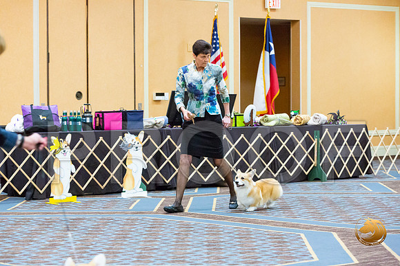 Dog 6 to 9 Puppy Dog_JJL_1540-CorgiHstn2020-HR3