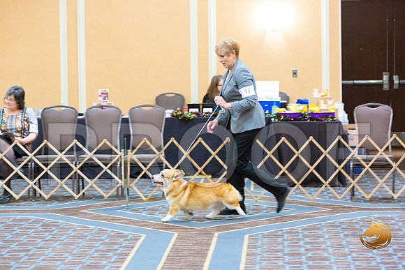 Dog 9 to 12 Puppy Dog_JJL_1616-CorgiHstn2020-HR3