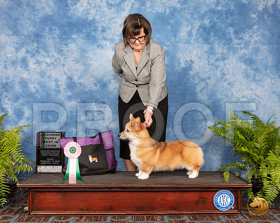 #76 Fri Best Puppy in Show Judge Jo Durrance__SR_0695_CorgiHstn2020-HR3