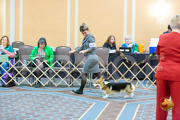 Dog 12 to 18  Dogs_JJL_2981-CorgiHstn2020-HR3