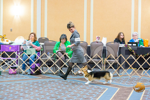Dog 12 to 18  Dogs_JJL_2983-CorgiHstn2020-HR3