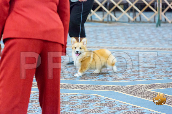Dog 4 to 6 Dogs_JJL_2630-CorgiHstn2020-HR3