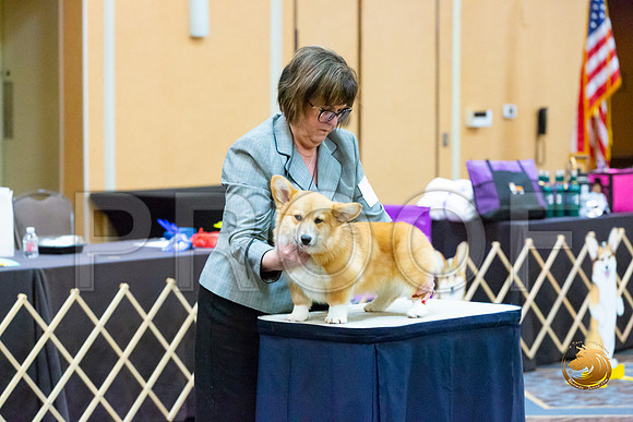 Dog 4 to 6 Dogs_JJL_2632-CorgiHstn2020-HR3