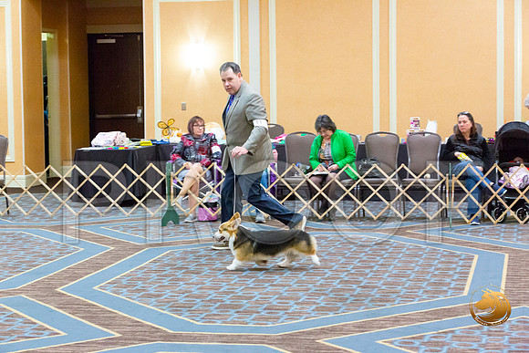 Dog 9 to 12 Dogs_JJL_2783-CorgiHstn2020-HR3