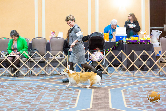 Dog 9 to 12 Dogs_JJL_2800-CorgiHstn2020-HR3