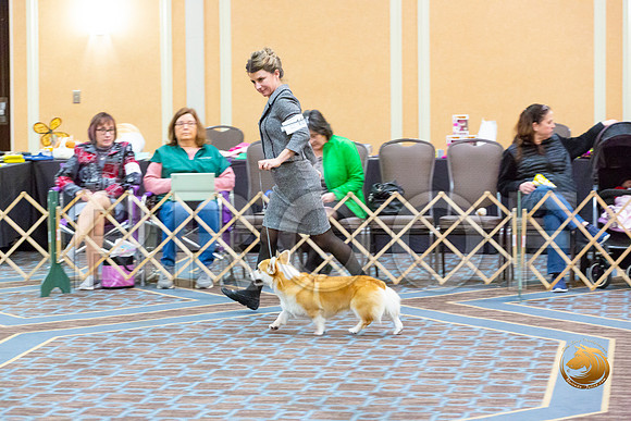 Dog 9 to 12 Dogs_JJL_2804-CorgiHstn2020-HR3