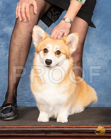 #68 Fri BISS Judge Tammy Johnston__SR_0704_CorgiHstn2020-HR3
