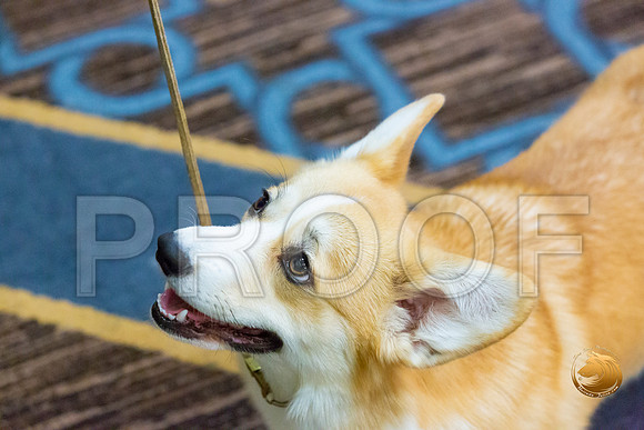 Bitch 9 to 12 Bitch Fri_JJL_3465-CorgiHstn2020-HR3