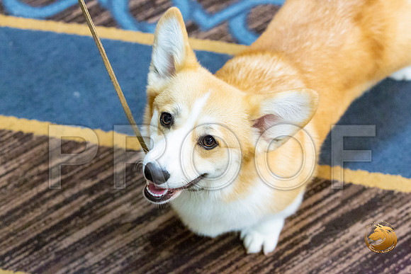 Bitch 9 to 12 Bitch Fri_JJL_3466-CorgiHstn2020-HR3