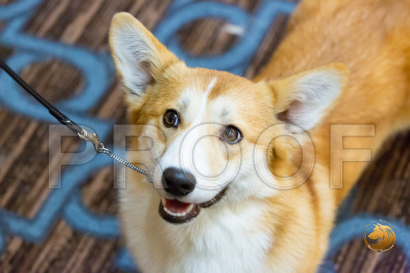 Bitch 9 to 12 Bitch Fri_JJL_3468-CorgiHstn2020-HR3