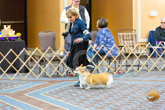 Bitch Am Bred Bitch Fri_JJL_3760-CorgiHstn2020-HR3