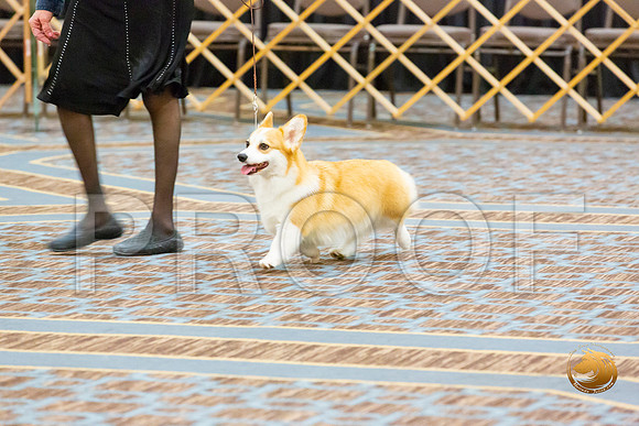 Bitch Am Bred Bitch Fri_JJL_3781-CorgiHstn2020-HR3