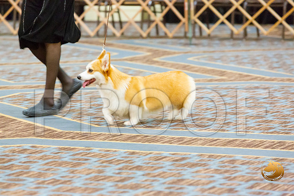 Bitch Am Bred Bitch Fri_JJL_3784-CorgiHstn2020-HR3