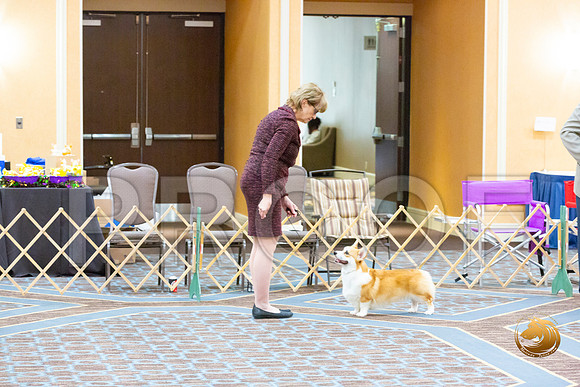 Winners Dog Fri_JJL_3285-CorgiHstn2020-HR3
