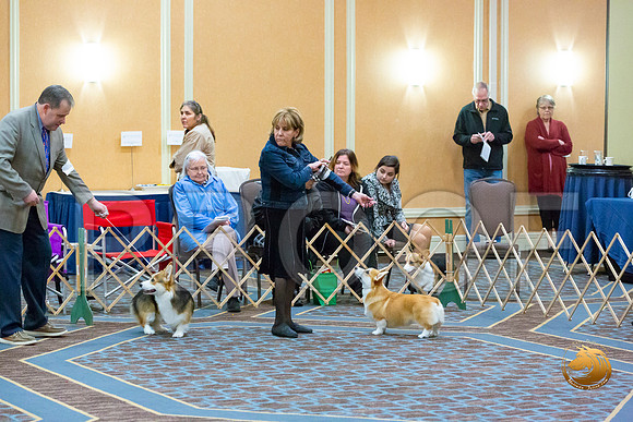 Winners Dog Fri_JJL_3287-CorgiHstn2020-HR3
