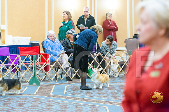 Winners Dog Fri_JJL_3290-CorgiHstn2020-HR3