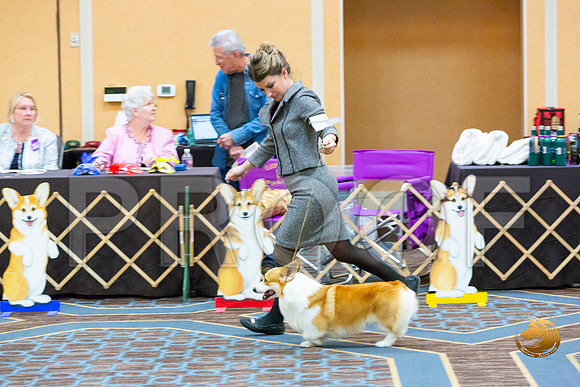 Winners Dog Fri_JJL_3296-CorgiHstn2020-HR3