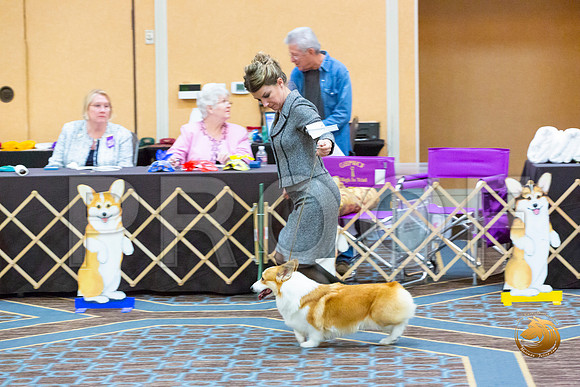 Winners Dog Fri_JJL_3297-CorgiHstn2020-HR3