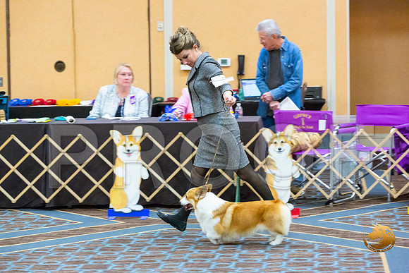Winners Dog Fri_JJL_3298-CorgiHstn2020-HR3