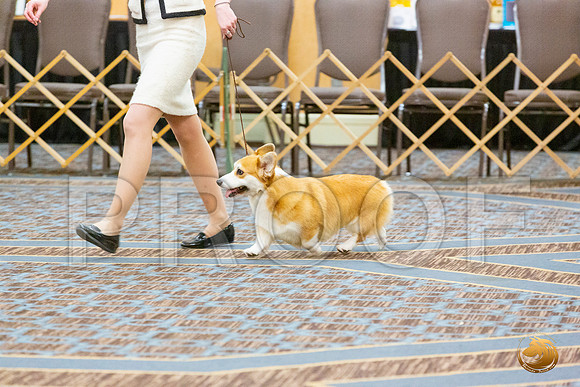 BOB Fri 2_JJL_4467_CorgiHstn2020-HR3