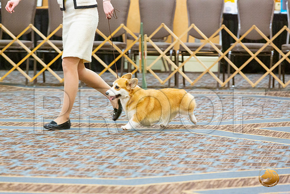 BOB Fri 2_JJL_4468_CorgiHstn2020-HR3