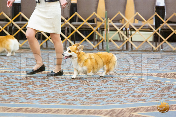 BOB Fri 2_JJL_4469_CorgiHstn2020-HR3