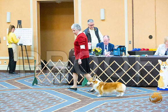 Winners Dog Fri_JJL_3304-CorgiHstn2020-HR3
