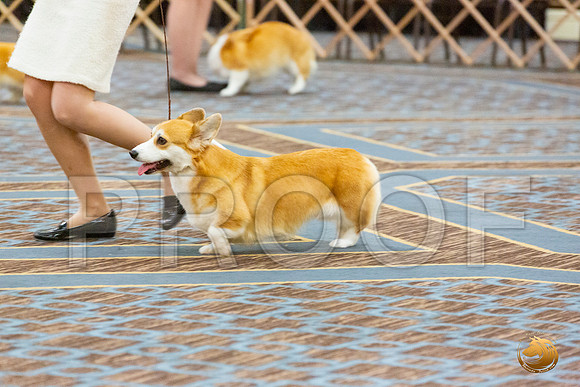 BOB Fri 2_JJL_4477_CorgiHstn2020-HR3