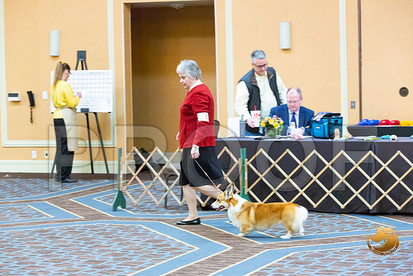 Winners Dog Fri_JJL_3305-CorgiHstn2020-HR3