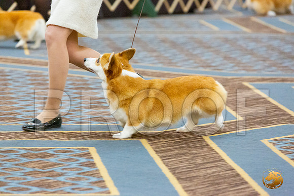 BOB Fri 2_JJL_4481_CorgiHstn2020-HR3