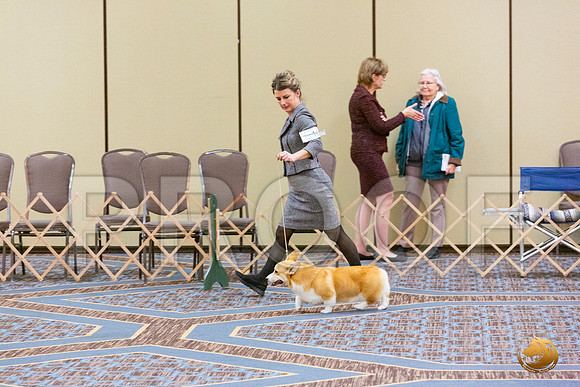 Best Puppy Fri_JJL_4761_CorgiHstn2020-HR3