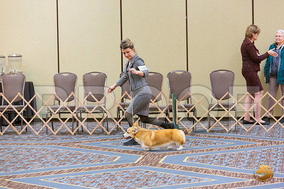 Best Puppy Fri_JJL_4764_CorgiHstn2020-HR3