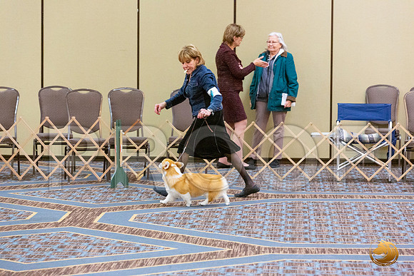 Best Puppy Fri_JJL_4766_CorgiHstn2020-HR3