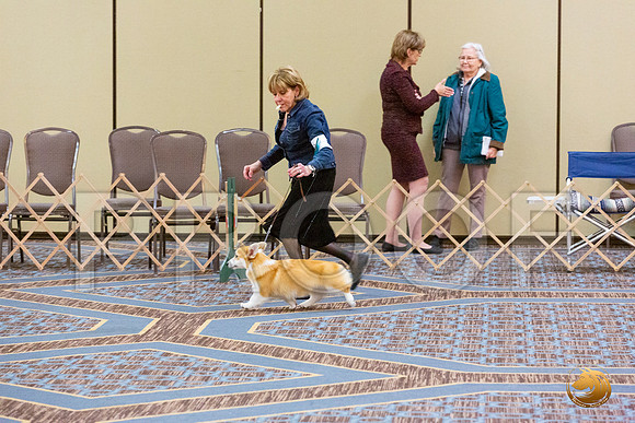Best Puppy Fri_JJL_4767_CorgiHstn2020-HR3