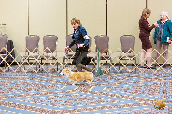 Best Puppy Fri_JJL_4768_CorgiHstn2020-HR3