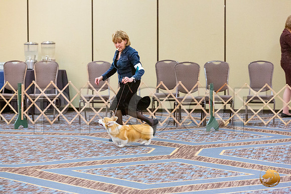 Best Puppy Fri_JJL_4770_CorgiHstn2020-HR3