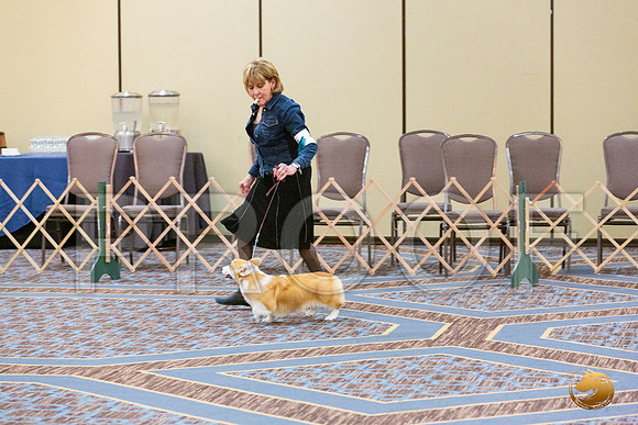 Best Puppy Fri_JJL_4771_CorgiHstn2020-HR3