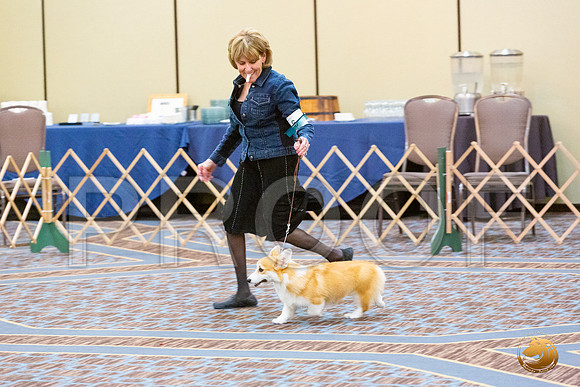 Best Puppy Fri_JJL_4773_CorgiHstn2020-HR3