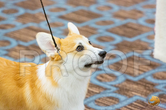 Best Puppy Fri_JJL_4779_CorgiHstn2020-HR3