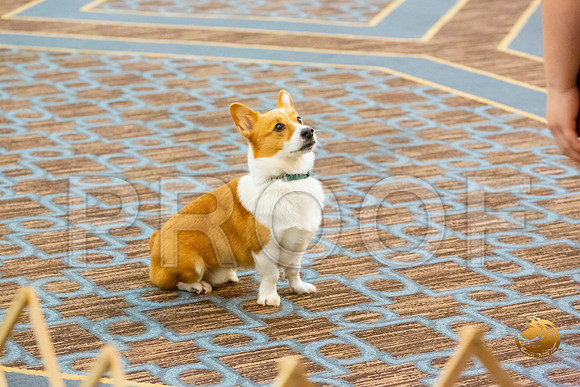 Rally #103 2_JJL_5027-CorgiHstn2020-HR3