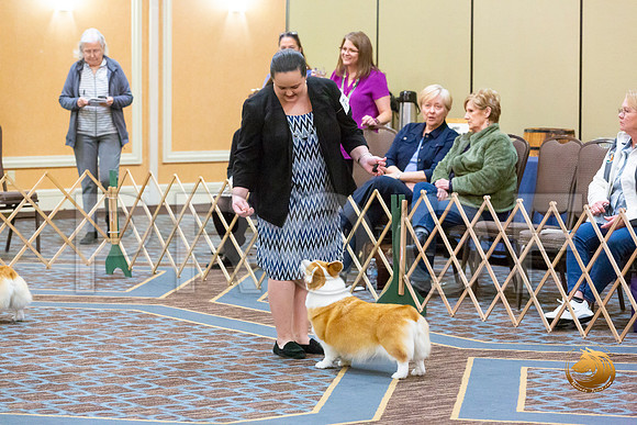Veteran Bitch Sat_JJL_5852-CorgiHstn2020-HR3