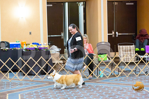 Veteran Bitch Sat_JJL_5862-CorgiHstn2020-HR3