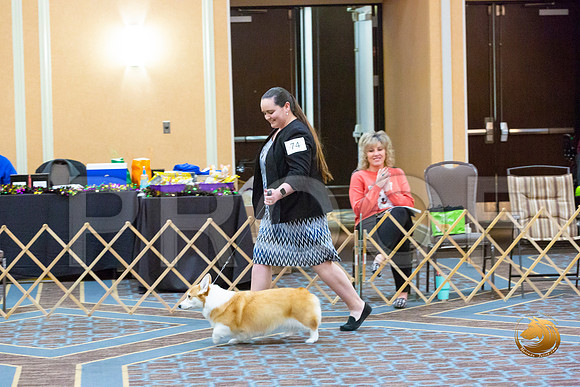 Veteran Bitch Sat_JJL_5863-CorgiHstn2020-HR3