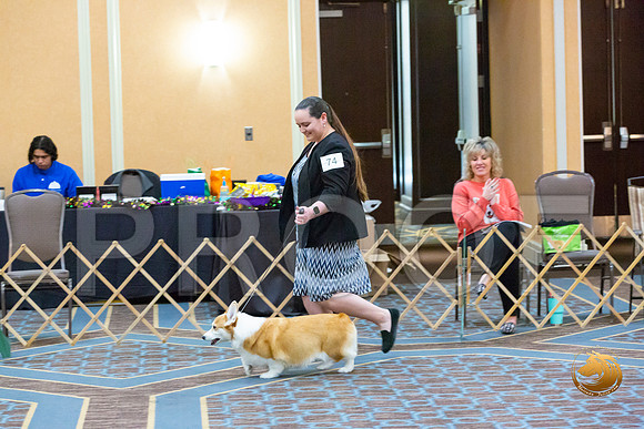 Veteran Bitch Sat_JJL_5864-CorgiHstn2020-HR3