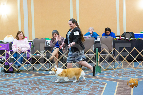 Veteran Bitch Sat_JJL_5869-CorgiHstn2020-HR3
