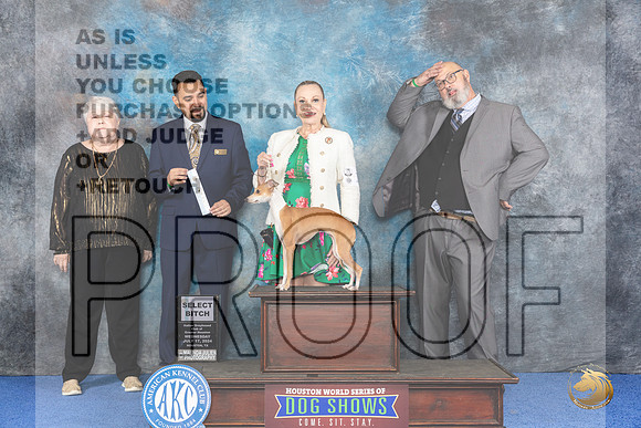 Italian Greyhound #12 WED SB Judge Joao Machado__JP_6632_Houston_2024_HR3