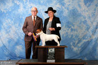 Russel Terrier #5 Sat BOB Rocco Annie Judge Edd Embry Bivin