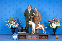 American Staffordshire Terrier #7 SAT SD NGC M Judge Nancy Liebes